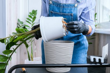 Bahçıvan kadın iç mekan bitkileri naklediyor ve masa üzerinde kürek kullanıyor. Zamioculcas bitki bakımı ve ev bahçesi kavramı. Bahar ekimi. Para ağacı