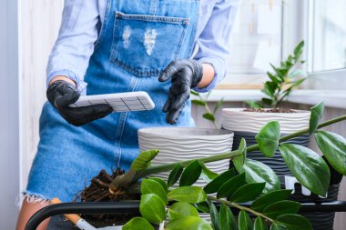 Bahçıvan kadın blogcu içeride bitki nakli yaparken telefon kullanıyor ve masada kürek kullanıyor. Zamioculcas bitki bakımı ve ev bahçesi kavramı. Bahar ekimi. Para ağacı. Sosyal medya