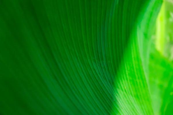 Padrão Folha Palma Verde Textura Abstrato Fundo Floresta Tropical Conceito — Fotografia de Stock