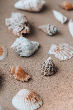 Kompozisyon deniz kabukları, çakıl taşları, kuma şekil verme. Denizci natürmort. Deniz seyahati konsepti turizm ve tatil beldeleri. Yaz tatili