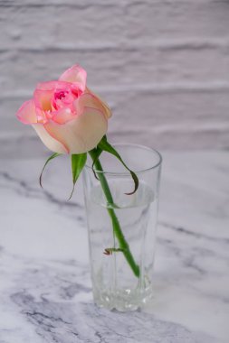 Pembe güllü içki bardağı. Minimum bileşim. Soyut sanat fikri. Romantik pastel pembe sevgililer günü kompozisyonu gül çiçeği. Modern estetik.