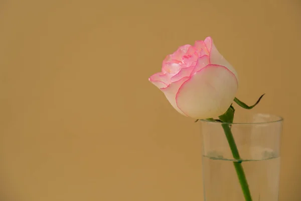 米色背景的花瓶上有精致的粉红色玫瑰.最小的组成。抽象的艺术思想。浪漫的粉红玫瑰花。现代美学。中性土声 — 图库照片