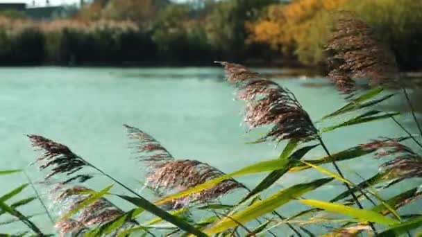 Pampas tráva houpe ve větru proti jezeru. Detailní záběr rákosí rostlin na obloze jezera západ slunce v letní den. Podzimní počasí — Stock video