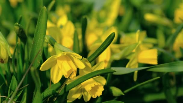 Närbild Påskliljor Gult fält äng påsk Blomma Natur. Påskliljor Narcissus pseudonarcissus i skogen av vinden bland grönt gräs på solig dag — Stockvideo