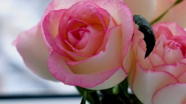 Bej arka planda, vazoda pembe bir gül. Derin gölgeler minimum bileşimi. Soyut sanat fikri. Romantik pastel pembe gül çiçeği. Modern estetik. Tarafsız toprak tonları