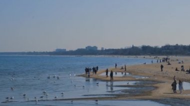 People feed seagulls on the shore of deserted beach. Law to discourage people from feeding seagulls. Hungry birds are circling. Lots of seagulls on the beach