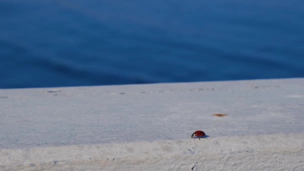 Ladybug περπάτημα σε λευκό ξύλο. Lady Beetles Bugs σκαθάρι εντόμων. Κοκκινελλίδες — Αρχείο Βίντεο