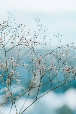 Çingenenin beyaz çiçekleri. Bulanık ve bulanık bitki arkaplanı Narin Bebek Nefesi Çiçekleri 'ni kapatın. Seçici odak