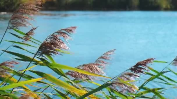 Pampas erba ondeggia nel vento contro il lago. Primo piano delle piante canneto sul cielo lago tramonto il giorno d'estate. Meteo autunnale — Video Stock