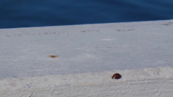 Mariquita caminando sobre madera blanca. Lady Beetles Bugs insecto escarabajo. Coccinellidae — Vídeos de Stock