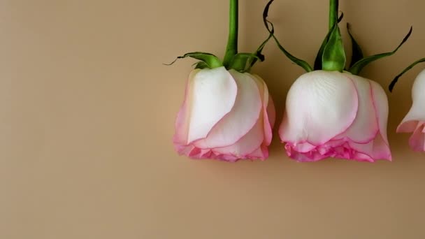 ベージュ地に繊細なピンクのバラ。ミニマルなトレンディーな構成。抽象美術のアイデア。ロマンチックなパステルピンクのバラの花。近代的な美的。中性土の音色 — ストック動画