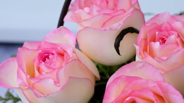Zartrosa Rose auf Vase auf beigem Hintergrund. Tiefe Schatten Minimale Komposition. Abstrakte Kunst. Romantische pastellrosa Rose Blume. Moderne Ästhetik. Neutrale Erdtöne — Stockvideo