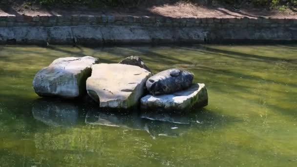 Harbor Seals rests on the rock in Zoo. Couple Of Grey Seals At The Pond Inside The Gdansk Zoo In Poland — Stock Video