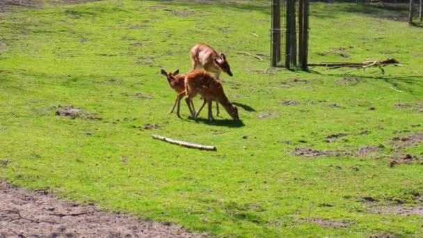 Głodne jelenie żerujące na zielonym polu w gdańskim zoo. Dziki Jeleń Spaceruje W Zoo, Piękne Jelenie Jest W Pięknym Momencie Atrakcja turystyczna Słodkie Jelenie Na Zielonej Naturalnej — Wideo stockowe