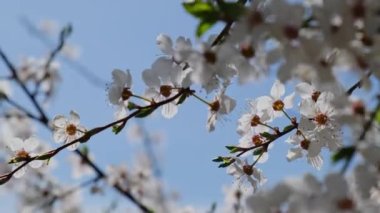 Kiraz ağacında beyaz kiraz çiçekleri. Yaklaş. Kiraz çiçeğinin beyaz taç yaprakları. Doğal ışıklandırmalı parlak çiçek sahnesi
