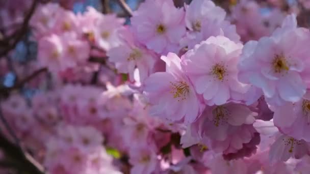 Kersenbloesems concept. Japanse sakura. Een Hanami. Voorjaarsbloei. Prachtige Japanse boomtak met kersenbloesems. Heerlijk roze landschap. Voorjaarsbloemen. Sakura — Stockvideo