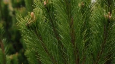 Genç ladin ve çam ağacı yeniden büyüdü. Ormancılık. 4k görüntü Köknar çalıları üzerinde büyüyen küçük kozalaklı çiçekler veya kozalaklar 