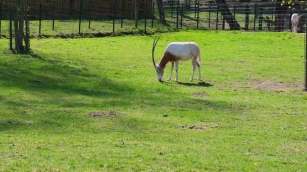 Hambriento antílope alimentándose de comida en busca de pasto pastando en el campo verde en el zoológico de Gdansk Polonia. El antílope salvaje camina en el zoológico, el hermoso antílope Oryx gemsbok con cuernos largos está en Lovely Moment Tourist — Vídeos de Stock