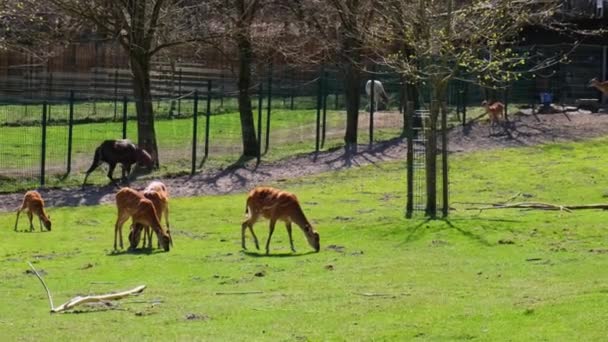Des cerfs affamés qui se nourrissent à la recherche de nourriture dans l'herbe broutent sur un champ vert au zoo de Gdansk en Pologne. Cerfs sauvages marche dans le zoo, Beaux cerfs est dans le moment charmant attraction touristique Cerfs mignons sur vert naturel — Video
