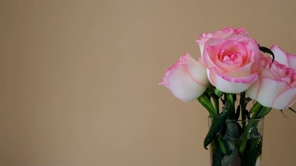 Tender pink rose on vase on beige background. Deep shadows Minimal composition. Abstract art idea. Romantic pastel pink rose flower. Modern aesthetic. Neutral earth tones — Vídeos de Stock