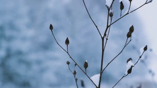 Sfondo natura invernale. Tempo nevoso Pianta solitaria che cresce senza foglie, rotta dalle nevicate. Coperto di neve. Primo piano della pianta con sfondo nevoso sfocato. — Video Stock