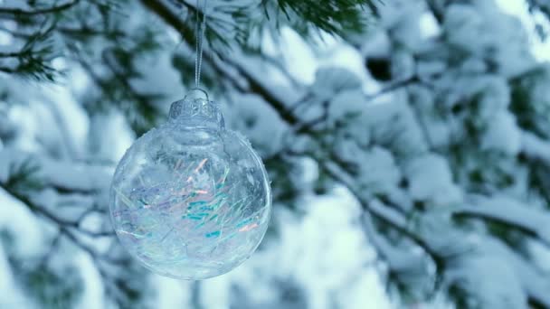 Transparent trendy glass Christmas ball on snowy branch firs in winter forest. Winter holiday background. Happy new year Merry Christmas. Snow falling in background — Stock Video