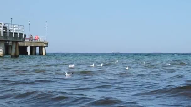 Η μεγαλύτερη προβλήτα Μόλο Σόποτ στην Ευρώπη. Βαλτική Θάλασσα και ο ήλιος. Γλάροι που πετούν στην παραλία των κυμάτων της Βαλτικής Θάλασσας αναζητώντας τροφή. Διακοπές — Αρχείο Βίντεο