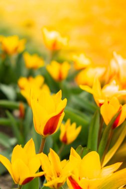 Yeşil arka planda kırmızı-sarı renkli lalelerin çiçek tarhı. İlkbaharda faal çiçeklenme döneminde iki tonluk hassas laleler. Tüm canlılar için romantik doğal arka plan