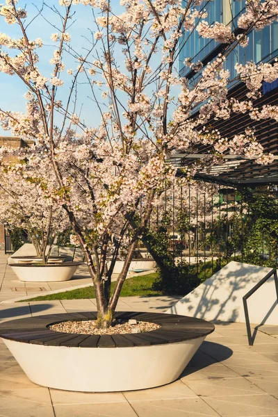 Kiraz çiçeği konsepti. Japon sakura ağacı dış görünüşü. Hanami. Bahar çiçekleri. Kiraz çiçekleri olan güzel Japon ağaç dalı. Güzel pembe bir manzara. Bahar Çiçekleri. Sakura. Doğa Arkaplanı