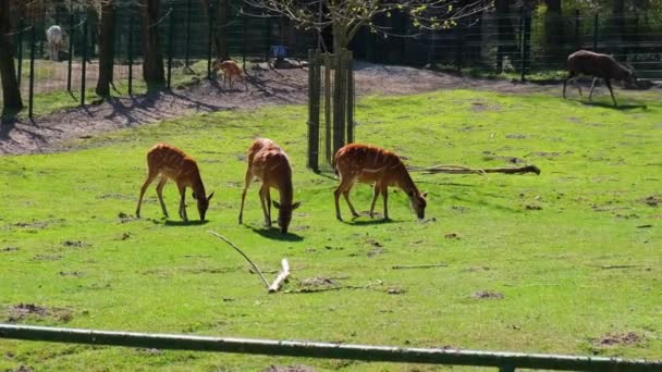 Ciervos Hambrientos Alimentándose Comida Busca Pastos Campo Verde Zoológico Gdansk — Vídeo de stock