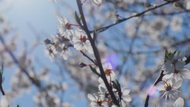 Cseresznyevirágzás Fehér Virágai Cseresznyefán Közelben Cseresznyevirág Fehér Szirmainak Virágzása Természet — Stock videók