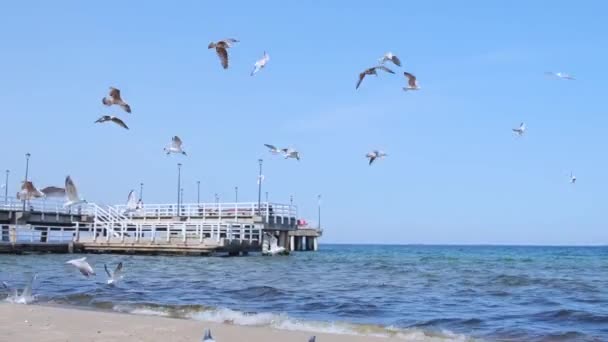 Der Sopot Molo Pier Längsten Europa Ostsee Und Sonne Möwen — Stockvideo