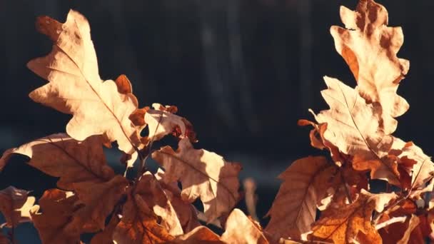 Żółte Liście Suchego Drzewa Jesiennym Lesie Przyrody Suche Pomarańczowe Liście — Wideo stockowe