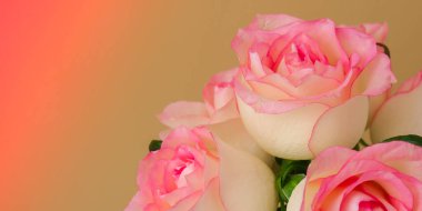 Bej arka planda zarif pembe güller. Minimum bileşim. Çiçek buketinin soyut sanat fikri. Romantik pastel pembe kompozisyon gül çiçeği. Banner Modern Estetik. Tebrik kartı arkaplanı kopyala