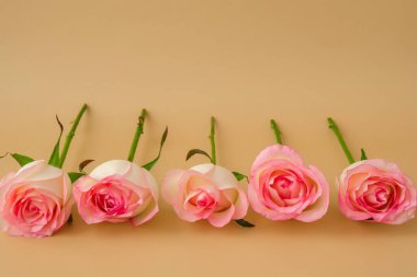 Bej arka planda zarif pembe güller. Minimum trend kompozisyonu. Soyut sanat fikri. Romantik pastel pembe gül çiçekleri. Modern estetik. Tarafsız toprak tonları. Tebrik kartı arkaplan kopyalama alanı