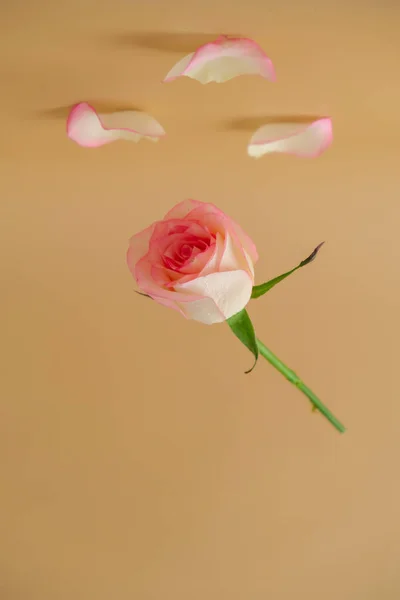 Flying Delicate pink rose on beige background. Minimal trendy composition. Abstract art idea. Romantic pastel levitating pink rose flower. Modern aesthetic. Neutral earth tones. Greeting card