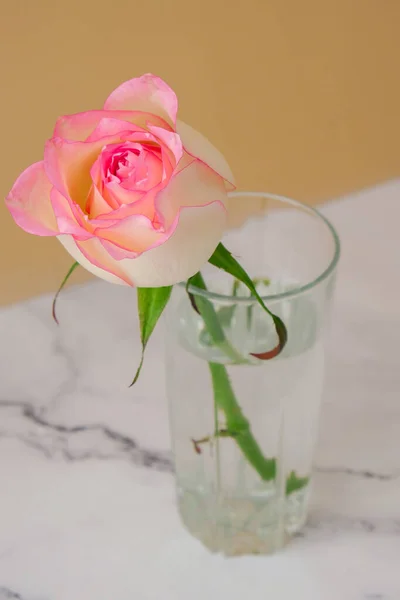 Drinking glass with pink rose on beige background. Minimal composition. Abstract art idea. Romantic pastel pink Valentines Day composition rose flower. Modern aesthetic. Greeting card background