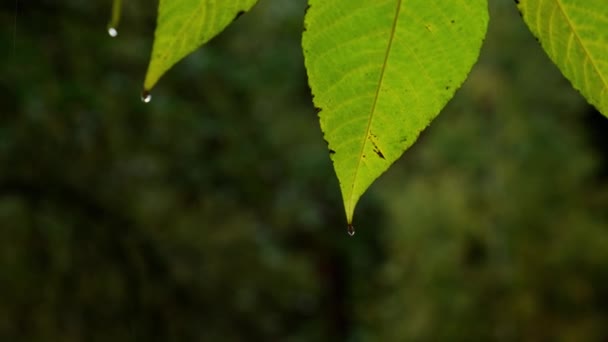 Hail Heavy Rain Falling Tree Leaves Close Yellow Leaves Autumn — Stock Video
