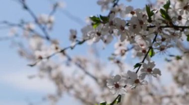 Kiraz ağacında beyaz kiraz çiçekleri. Yaklaş. Kiraz çiçeğinin beyaz taç yaprakları. Doğa. Doğal ışıklandırmalı parlak çiçek sahnesi. Bahar konsepti 