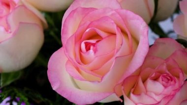 Bej arkaplanlı vazoda pembe gül. Derin gölgeler minimum bileşimi. Soyut sanat fikri. Romantik pastel pembe gül çiçeği. Modern estetik. Tarafsız toprak tonları. Yaratıcı karşılama kartı