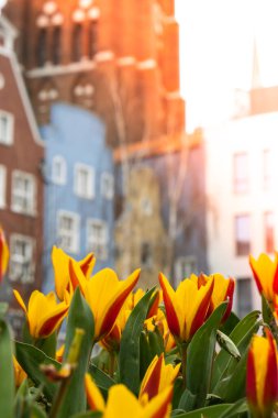 Yeşil arka planda kırmızı-sarı renkli lalelerin çiçek tarhı. İlkbaharda faal çiçeklenme döneminde iki tonluk hassas laleler. Tüm canlılar için romantik doğal arka plan