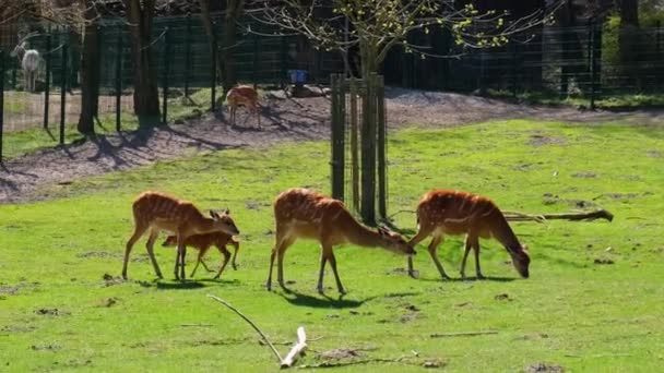 在波兰格但斯克动物园的绿地上 饥饿的食肉动物在草丛中觅食 野鹿在动物园里散步 美丽的鹿儿在可爱的瞬间吸引着美丽的游客 可爱的鹿儿在绿色的自然中穿梭 — 图库视频影像
