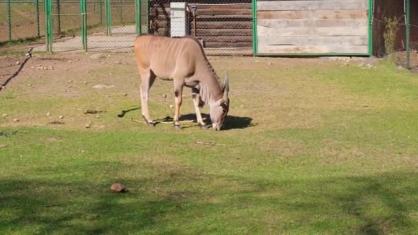 在波兰格但斯克动物园的绿地上 饥饿的食肉动物在草丛中觅食 野鹿在动物园里散步 美丽的鹿儿在可爱的瞬间吸引着美丽的游客 可爱的鹿儿在绿色的自然中穿梭 — 图库视频影像