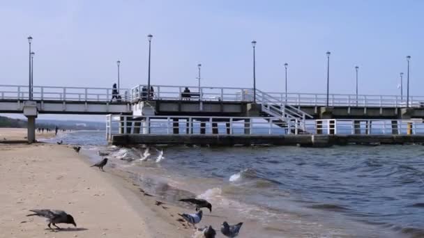 Der Sopot Molo Pier Längsten Europa Ostsee Und Sonne Möwen — Stockvideo