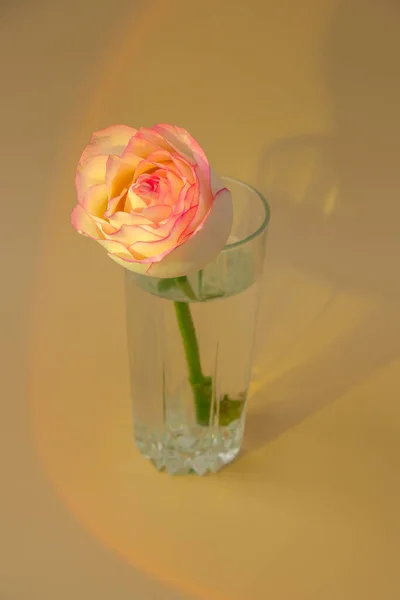 米色背景的花瓶上有精致的粉红色玫瑰 阳光深深的阴影最小的构图 抽象的艺术思想 浪漫的粉红玫瑰花 现代美学 中性的大地色调 创意问候 — 图库照片