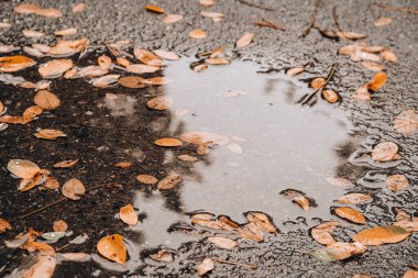 Ağaçların yansımaları ve düşmüş sarı yapraklarla dolu sonbahar birikintisi. Yağmurdan sonra bulutlu bir gün. Doğal arka plan. Yağmurlu hava tahmini. Şiddetli bir yağmur ve rüzgar fırtınası sırasında ıslak kaldırımlarda uzanan renkli sonbahar yaprakları