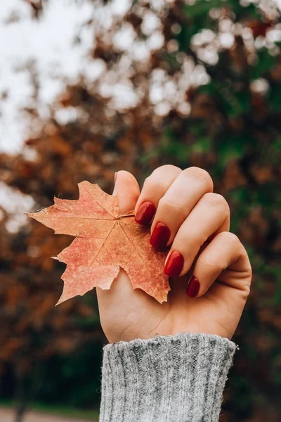 Stylowe Czerwone Żeńskie Paznokcie Upadek Liści Rękach Nowoczesny Piękny Manicure — Zdjęcie stockowe