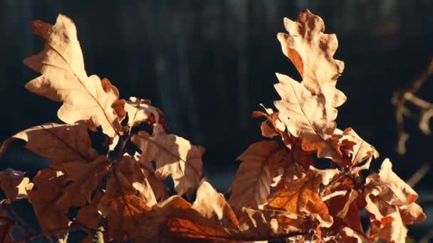 Žluté Suché Listy Stromů Podzimním Přírodním Lese Suché Oranžové Listí — Stock video