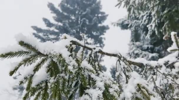 겨울의 폭설이 내리는 소나무 사이에 날리는 저녁의 숲이다 소나무는 겨울의 — 비디오