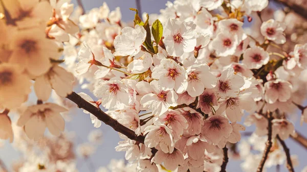 Cherry Blossomes Concept Japanese Sakura Hanami Spring Bloom Beautiful Japanese — Stock Photo, Image